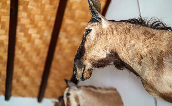 Pared Decorada Con Cabezas Animales Peluche Taxidermia —  Fotos de Stock