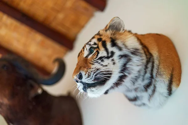 ぬいぐるみ動物の頭で飾られた壁 剥製屋 — ストック写真