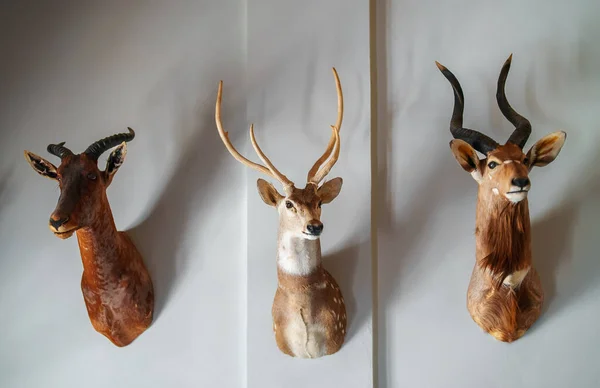 Parede Decorada Com Cabeças Animais Pelúcia Taxidermia — Fotografia de Stock