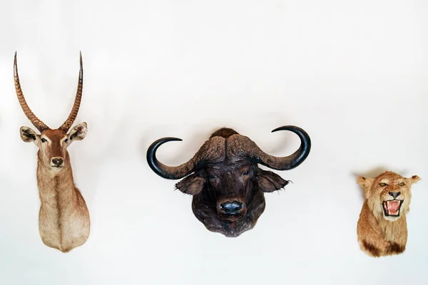 Pared Decorada Con Cabezas Animales Peluche Taxidermia — Foto de Stock