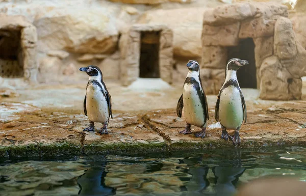 African Penguins Zoo — Stock Photo, Image