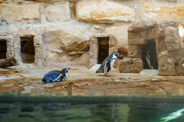 Afrikanische Pinguine Zoo — Stockfoto