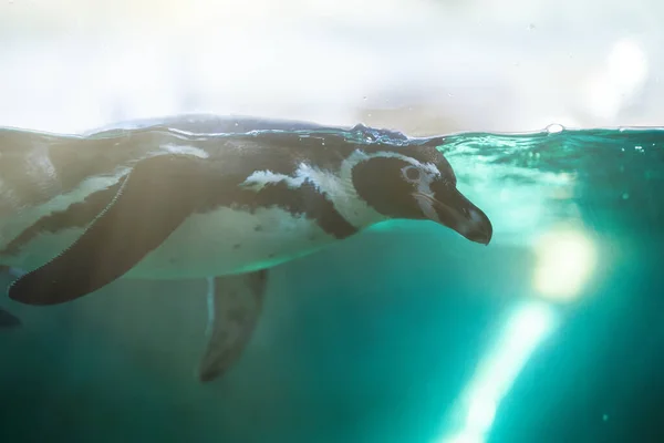 Pinguino Africano Nuotare Nello Zoo Nazionale — Foto Stock