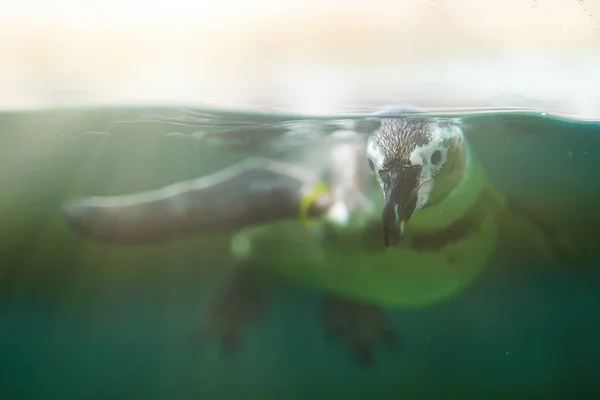 Pinguino Africano Nuotare Nello Zoo Nazionale — Foto Stock