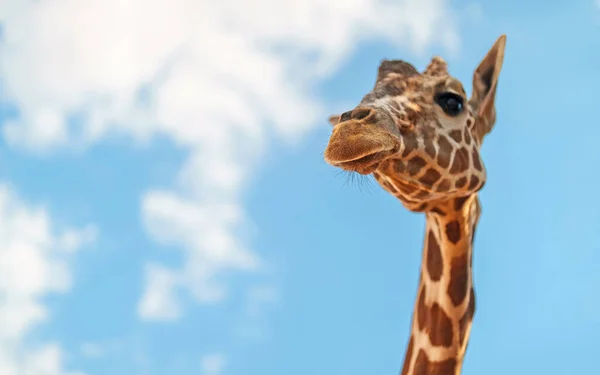 Portrait Giraffe National Zoo — Stock Photo, Image