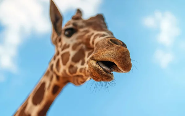 Portrait Giraffe National Zoo — Stock Photo, Image