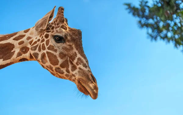 Portrait Giraffe National Zoo — Stock Photo, Image