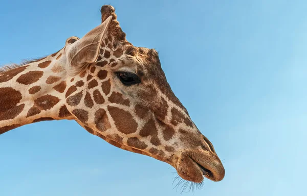 Portrait Giraffe National Zoo — Stock Photo, Image