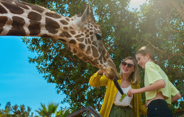 Woman and her daughter feeding giraffe in zoo.