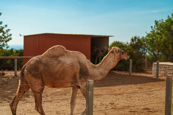 Camel Spacery Zoo Narodowym — Zdjęcie stockowe