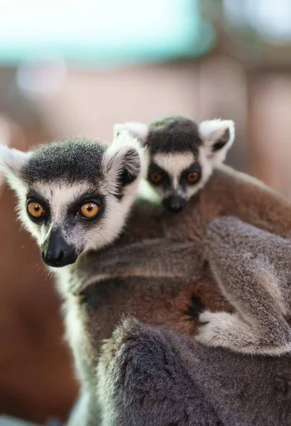 Ulusal Parkta Lemurla Yavrunun Portresi Lemuroidea — Stok fotoğraf