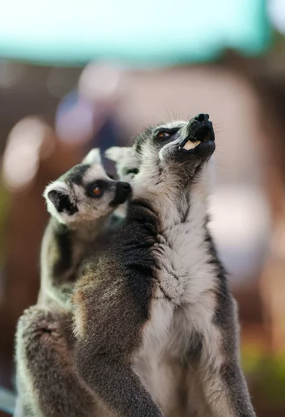 Lemur Med Unge Äta Nationalpark — Stockfoto