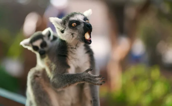 Lemur Med Unge Äta Nationalpark — Stockfoto