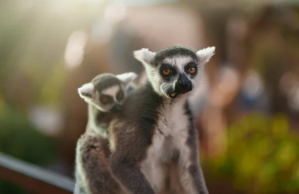 Ulusal Parkta Lemurla Yavrunun Portresi Lemuroidea — Stok fotoğraf