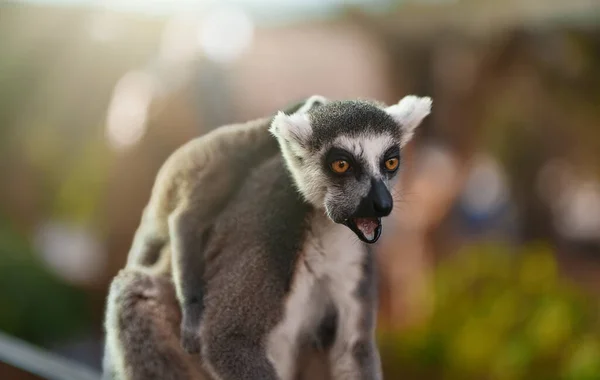 Lemur Med Unge Äta Nationalpark — Stockfoto