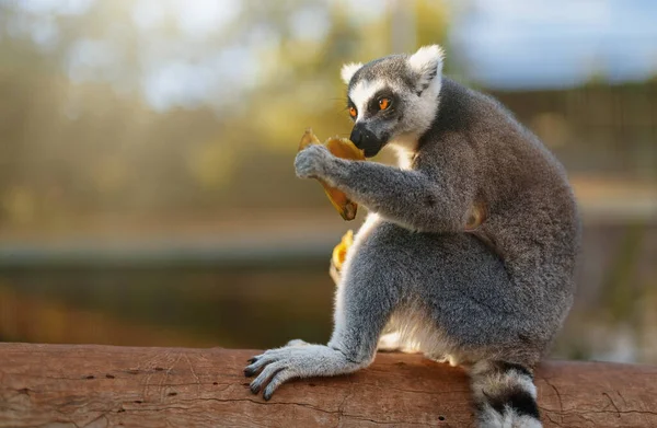 Porträtt Lemur Äta Nationalparken Björnbär — Stockfoto