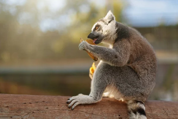 Πορτρέτο Του Λεμούριου Τρώει Στο Εθνικό Πάρκο Λεμούριδα — Φωτογραφία Αρχείου