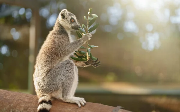 Portrait Lemur Eating National Park Lemuroidea — Stock Photo, Image