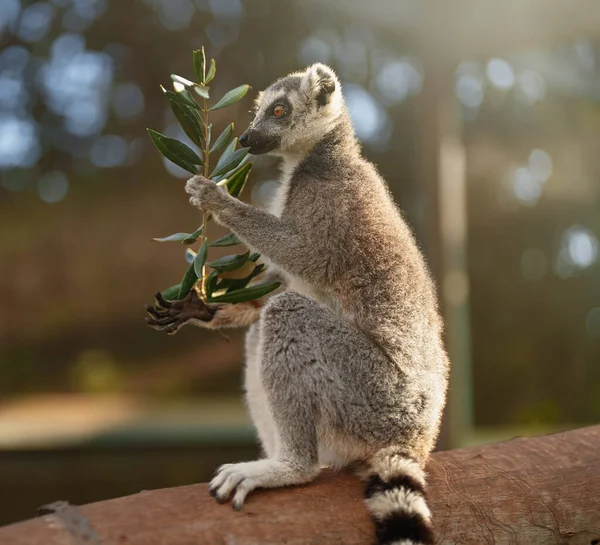Portret Lemuru Jedzącego Parku Narodowym Cytryna — Zdjęcie stockowe