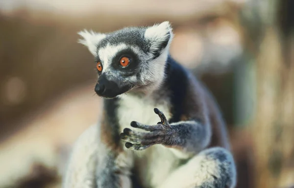 Milli Parktaki Lemurun Portresi Lemuroidea — Stok fotoğraf