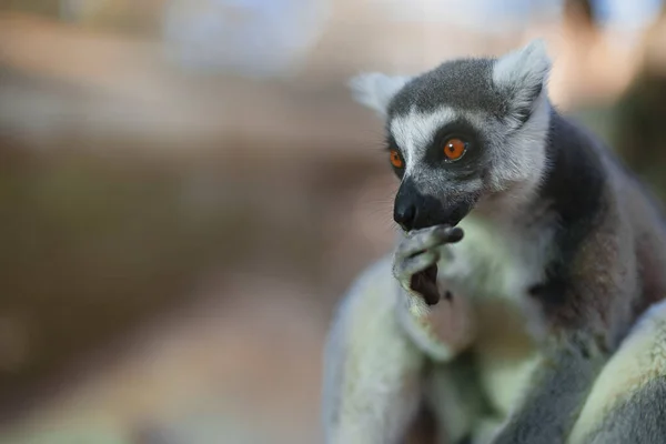 Portret Lemura Parku Narodowym Cytryna — Zdjęcie stockowe