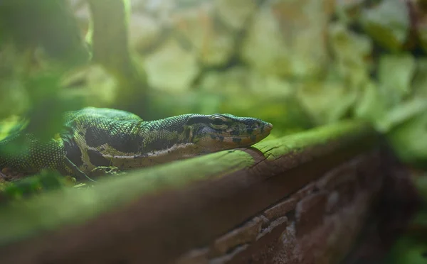 Surveiller Lézard Dans Zoo National — Photo