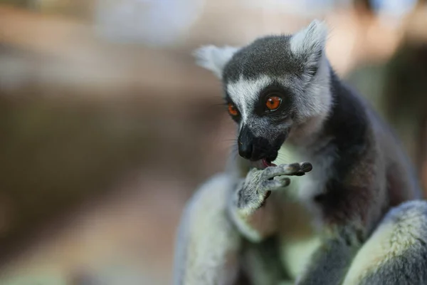 Porträt Eines Lemurs Nationalpark Lemuroidea — Stockfoto