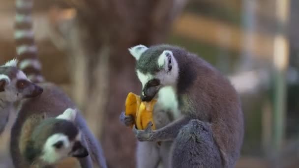 Πορτρέτο Του Λεμούριου Τρώει Στο Εθνικό Πάρκο Λεμούριδα — Αρχείο Βίντεο