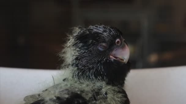 Pintainho Cacatua Zoológico — Vídeo de Stock