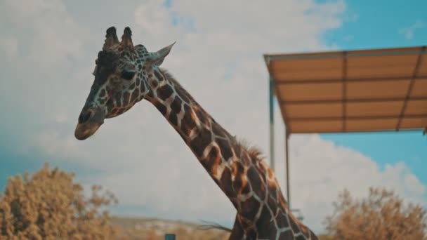 Portrait Girafe Zoo National — Video