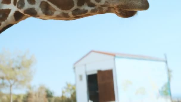 Feeding Giraffe National Zoo — Stock Video