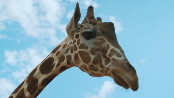 Ritratto Giraffa Nello Zoo Nazionale — Video Stock