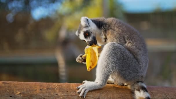 在国家公园里吃柠檬的肖像 Lemuroidea — 图库视频影像