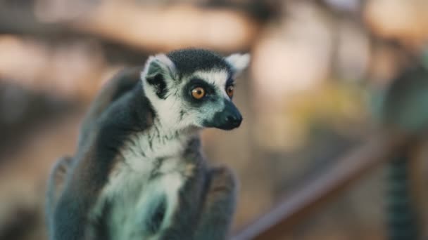 Retrato Lêmure Parque Nacional Limuroideia — Vídeo de Stock