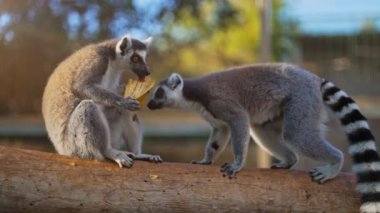 Ulusal parkta yemek yiyen lemur portresi. Lemuroidea.