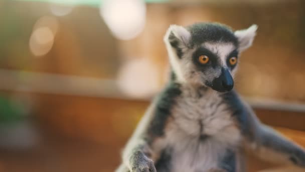 Portret Van Maki Nationaal Park Lemuroidea — Stockvideo