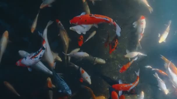 カラフルな空腹 Koi の魚がたくさん — ストック動画