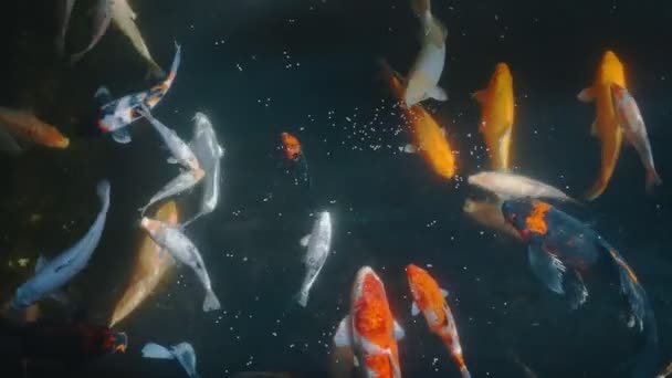 カラフルな空腹 Koi の魚がたくさん — ストック動画