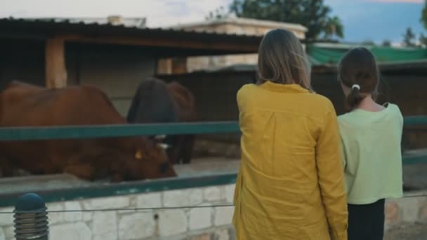 Woman Her Daughter Watching Bulls — Stock Video