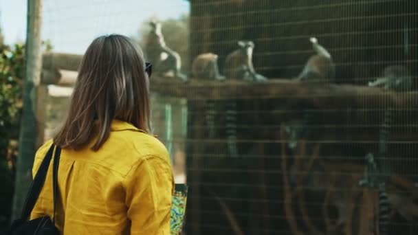 Woman Front Cage Lemurs Zoo — Stock Video