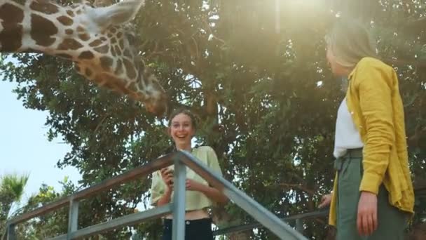 Kobieta Jej Córka Karmią Żyrafę Zoo — Wideo stockowe