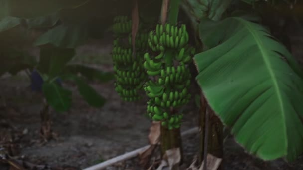 Bouquet Bananes Vertes Non Mûres Sur Plantation — Video