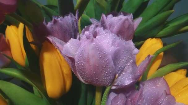 Камера Проходит Сквозь Цветы Тюльпана — стоковое видео