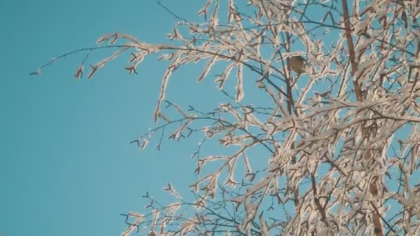 春天来了晴朗的天气和最后的雪 — 图库视频影像