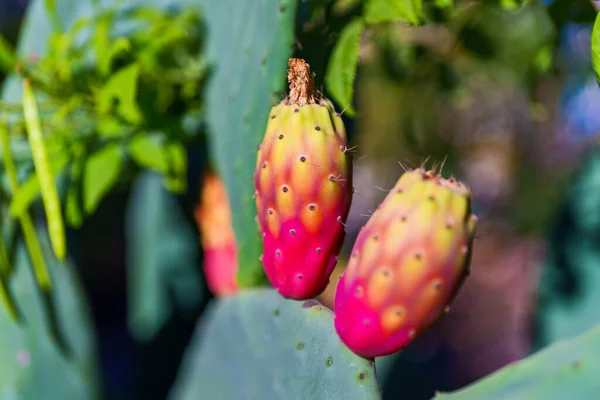 五彩缤纷的仙人掌种植园 — 图库照片