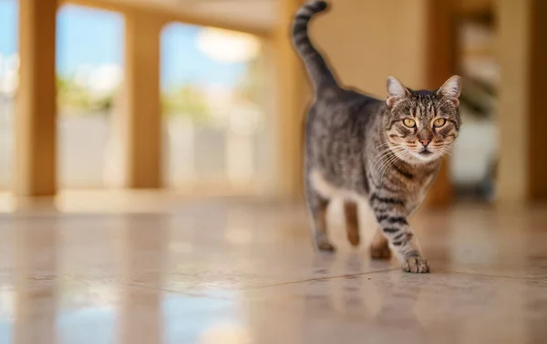 Stray Cute Cat Walking Street — Stock Photo, Image