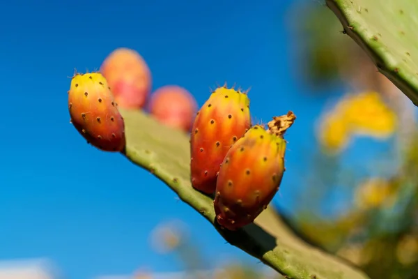 Цветные Плодовые Плодовые Кактусы — стоковое фото