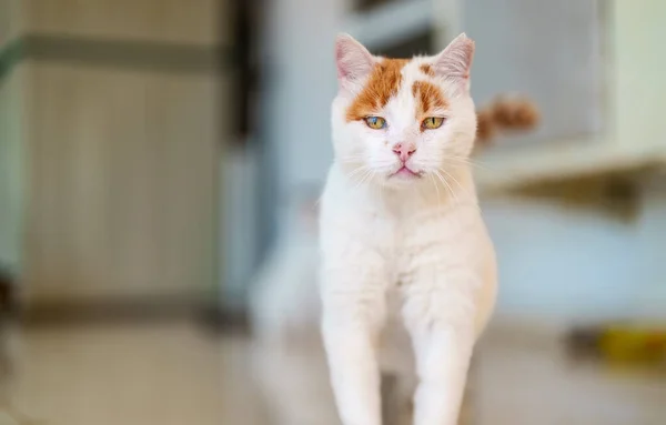 Zabłąkany Ładny Kot Portret Ulicy — Zdjęcie stockowe