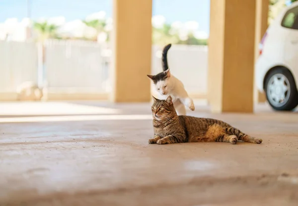 Gato Começa Uma Briga Com Outro Gato Rua — Fotografia de Stock