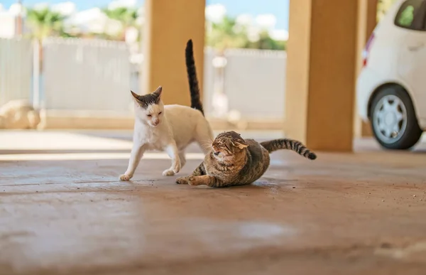 两只流浪猫在街上打斗 — 图库照片